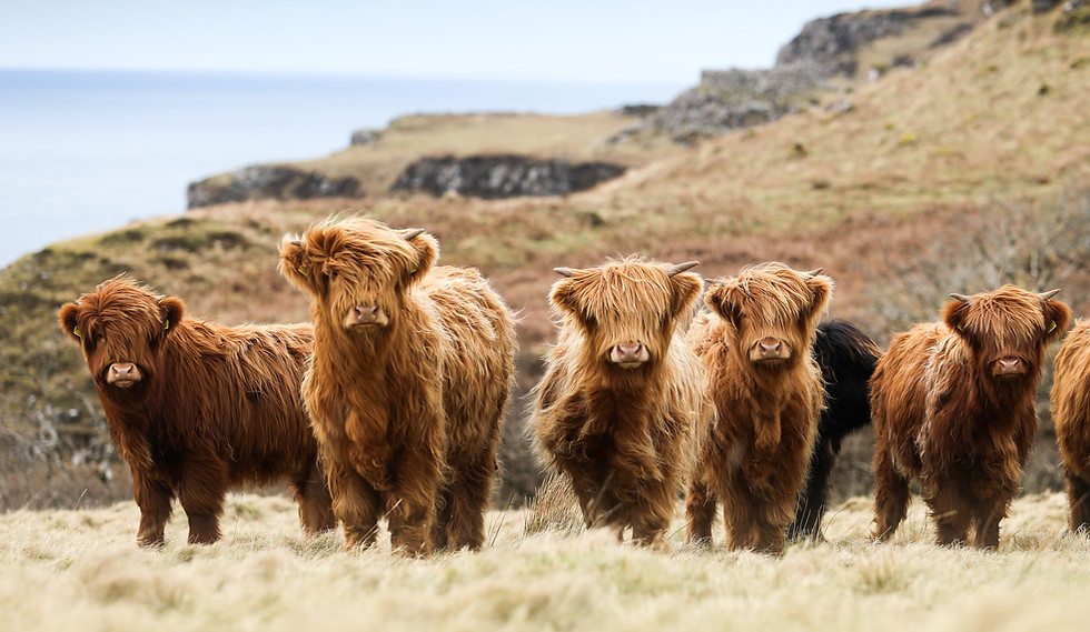 blasta-mhor-scotland-fold-highland-cattle.jpg