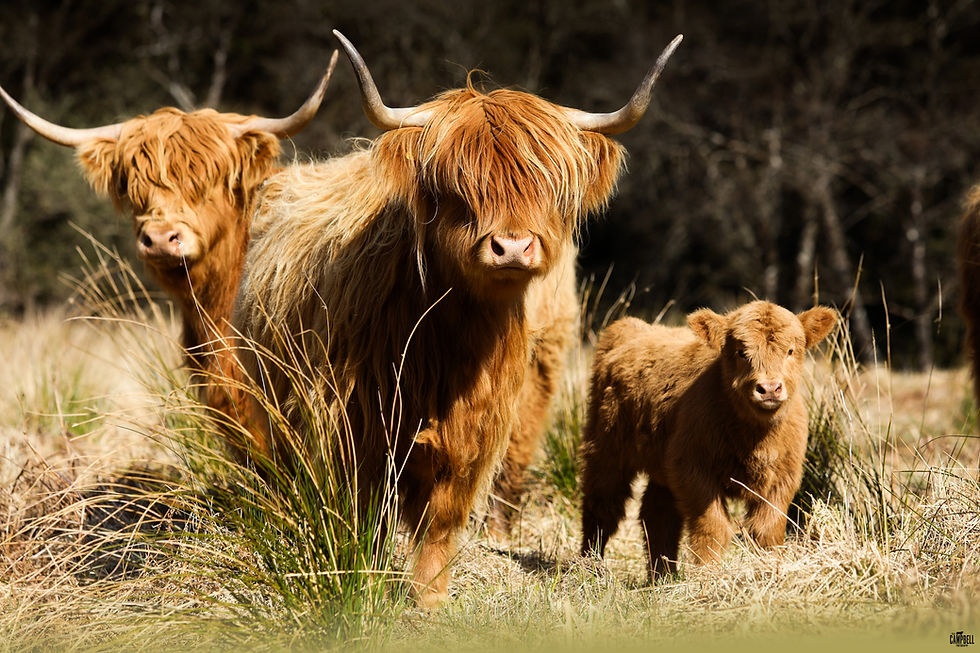 blasta-mhor-oighrig-and-barravalla-heifer-calf.jpg