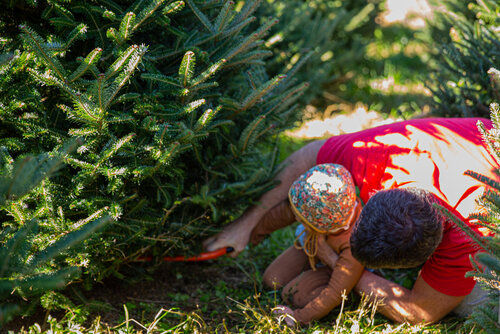 Ranatza_110620_ChrismasTrees-7.jpeg