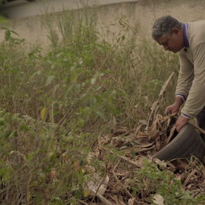 Boletim Epidemiológico: MS registra 204 casos confirmados de dengue