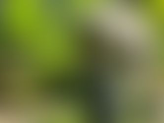 Boletim Epidemiológico: MS registra 42 casos confirmados de dengue