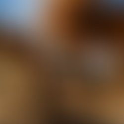 Lia Nogueira pede programa permanente de castração para Dourados