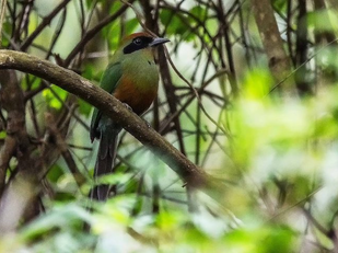 Juruva é instituída ave símbolo da Mata Atlântica em MS e fortalece agenda de conservação e aviturismo
