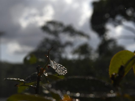 Quarta-feira tem probabilidade de chuvas e tempo instável continua em MS
