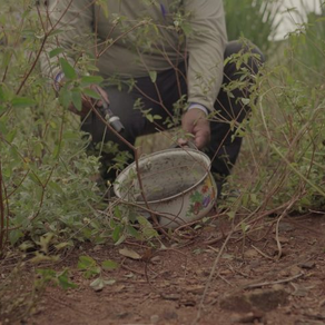 Boletim Epidemiológico: MS registra 15.927 casos confirmados de dengue