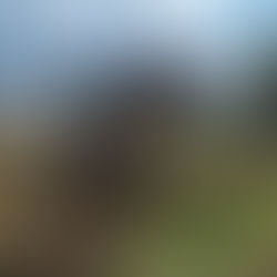 Prefeitura remove árvores no interior da Feira Central e garante segurança