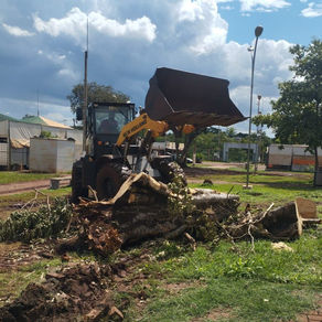 Prefeitura remove árvores no interior da Feira Central e garante segurança