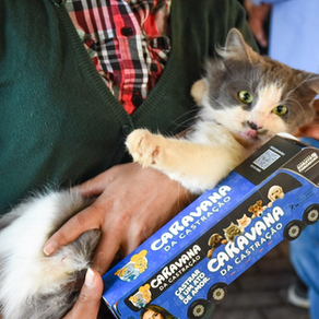Prefeitura e Estado realizam Caravana da Castração para 1.500 cães e gatos