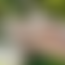 Boletim Epidemiológico: MS registra 1.764 casos confirmados de chikungunya