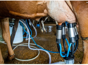 Ministério anuncia R$ 450 milhões para fortalecer produção de leite da agricultura familiar