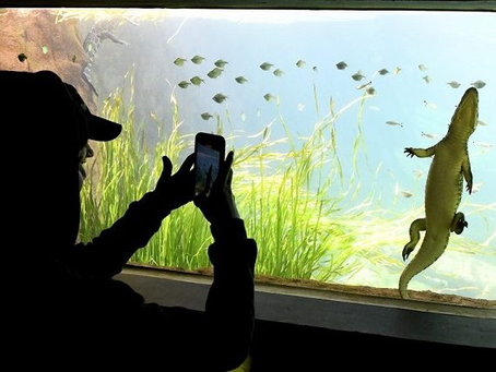 Bioparque Pantanal fecha na véspera e abre no feriado de Proclamação da República