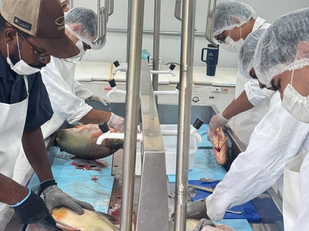 Prefeitura inicia preparo de pescados que serão comercializados na 2ª Festa da Páscoa