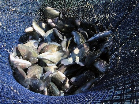Prefeitura lança projeto “Renascer Peixe” para impulsionar piscicultura em Dourados