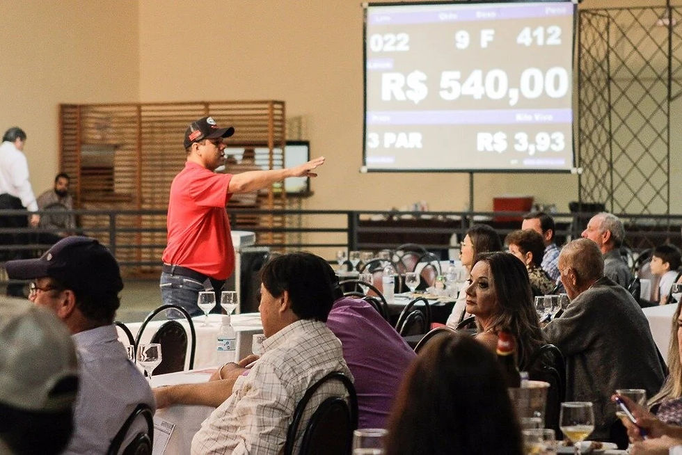 Leilões de gado marcam tradição do agronegócio e serão destaque na 60ª Expoagro. Foto: Divulgação