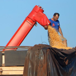 Mato Grosso do Sul bate recorde na produção de milho, superando 14 milhões de toneladas