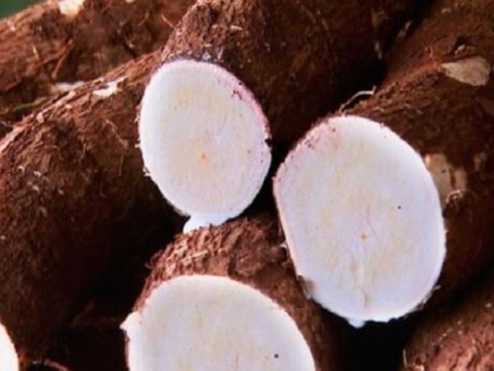 MS bate recorde na produção de mandioca e lidera exportação de fécula no País
