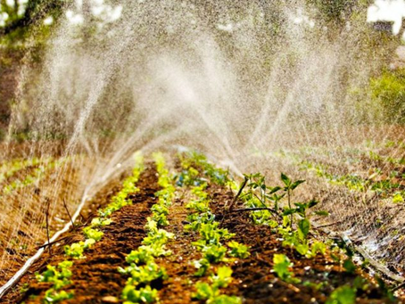 Agricultura familiar de MS terá mais R$ 4 milhões no Programa de Aquisição de Alimentos