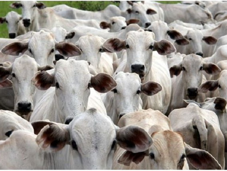 Segue aberto prazo para atualização cadastral e declaração do rebanho em MS