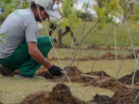 Dia da Árvore: projeto ajuda a reflorestar bioma 100% brasileiro
