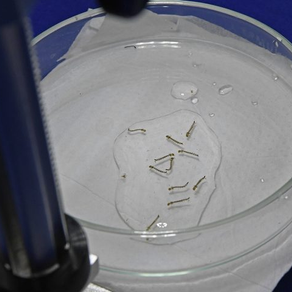 Boletim Epidemiológico: MS registra 16.125 casos confirmados de dengue