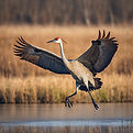 a sandhill crane flying.jpg
