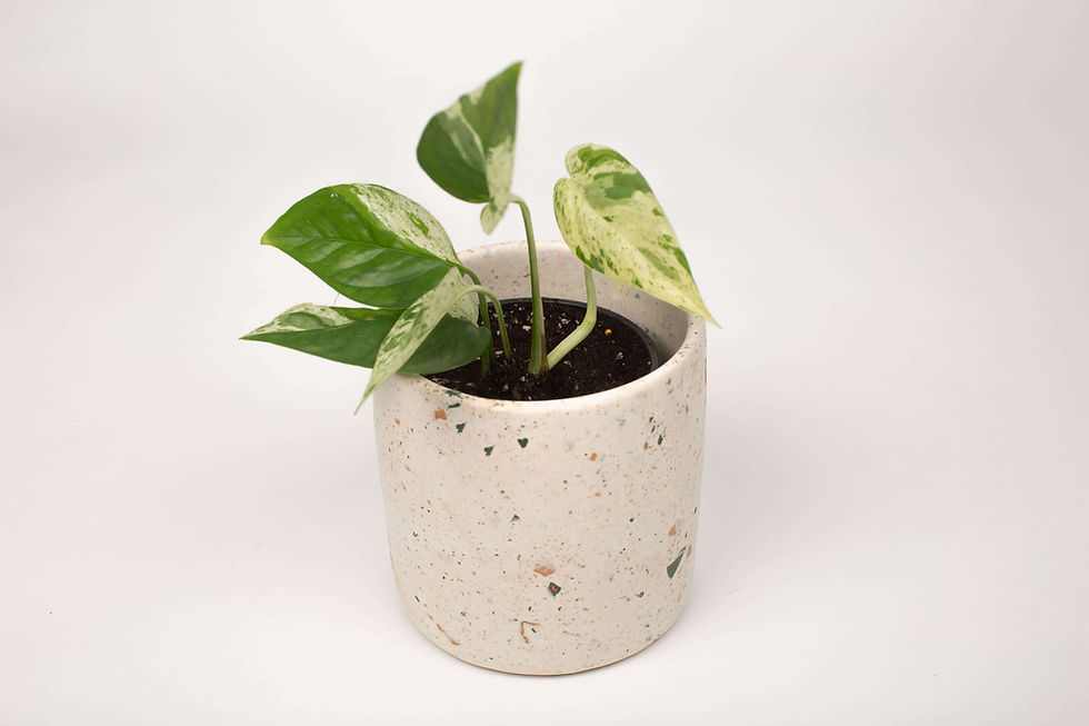 Miniature : Moyen cache pot terrazzo