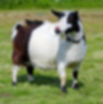 Vindy june 2022