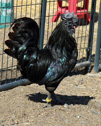 I am rooster.JPG
