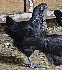 Vassar Farm Hen