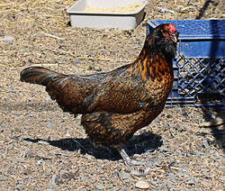 Bluebeard Daughter "Brown"