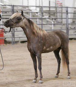 Misty---Showing-DSC04102