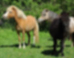 mares1