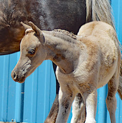 misty-foal-headshot-web