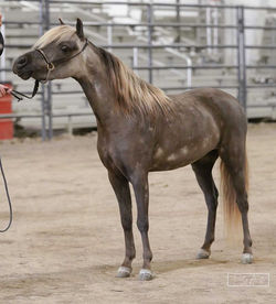 Misty---DSC04102-web