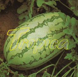 Watermelon F1 Logone