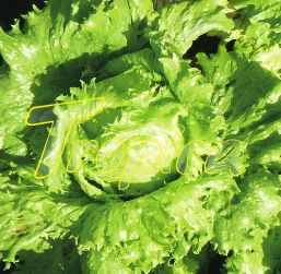 Lettuce Batavia Eden