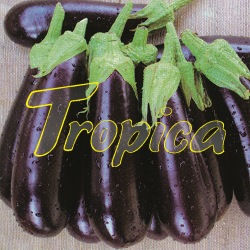 Eggplant F1 Kalenda