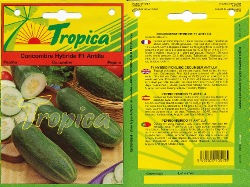 Thumbnail: Cucumber F1 Antilla