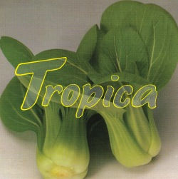 Chinese Cabbage Pak Choi Green