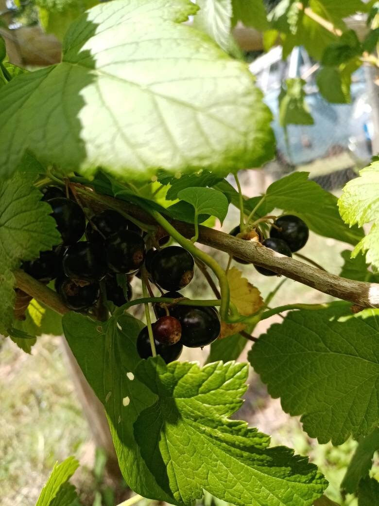 Thumbnail: Blackcurrant Jam
