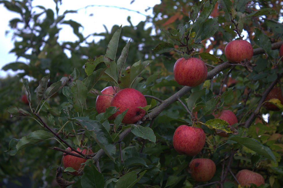 Thumbnail: Blackberry and Apple Jam