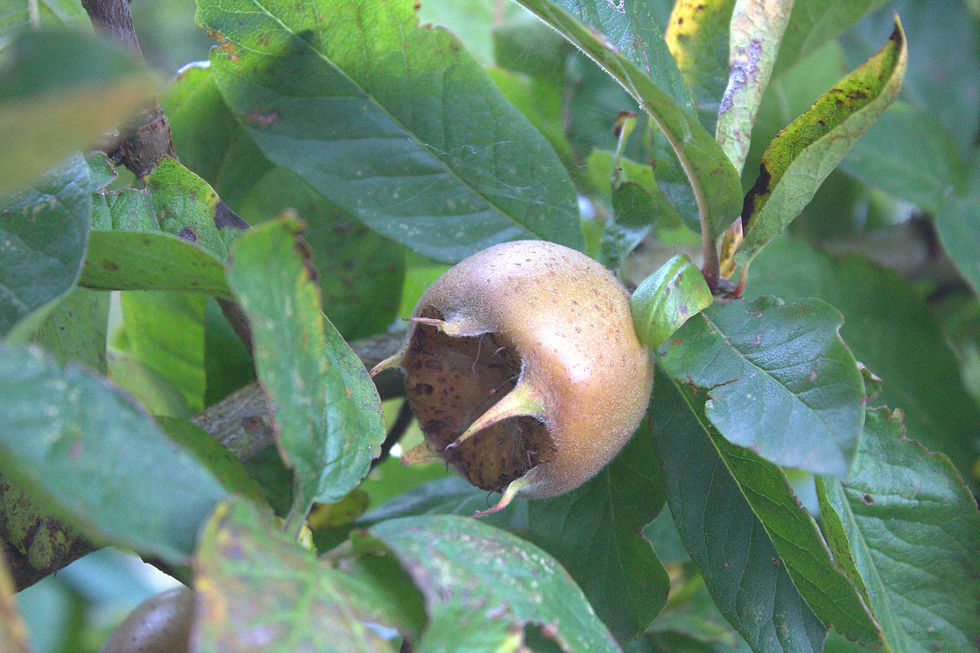 Thumbnail: Medlar Chutney