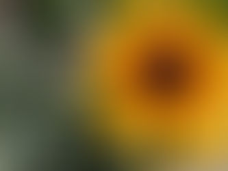 Thoughts of a Mrs. Modern-Day Mountain Woman Chapter 39