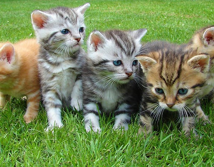 kindcatstorypurpleelephantstories2.jpeg