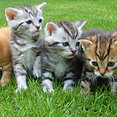 kindcatstorypurpleelephantstories2.jpeg