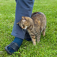 kindcatstorypurpleelephantstories8.jpg