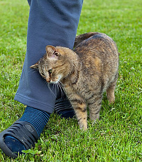 kindcatstorypurpleelephantstories8.jpg