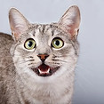 kindcatstorypurpleelephantstories9.jpg
