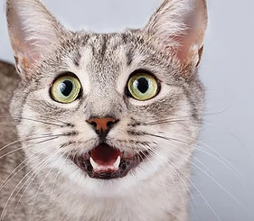 kindcatstorypurpleelephantstories9.jpg