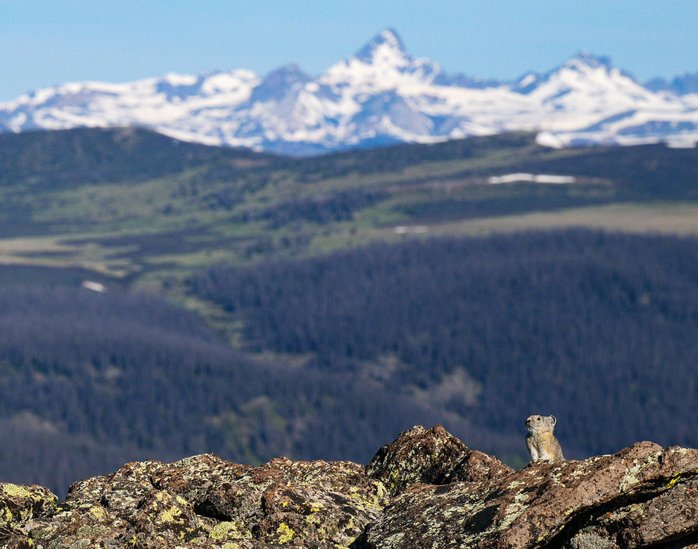 "This is one of my favourite images from the 2025 fieldwork season.I captured it at one of my favourite colonies and it features a view that I absolutely love. I find that by truly, deeply knowing where I work, my favourite images are not always the flashy or super colourful ones. They are simple moments full of love and care."